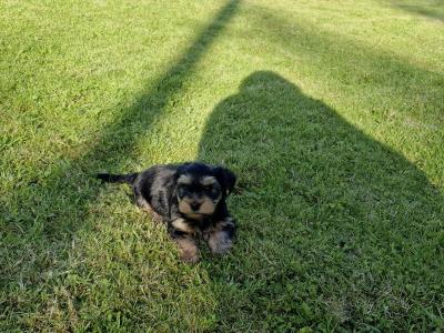 Yorkshire Terriers puppies