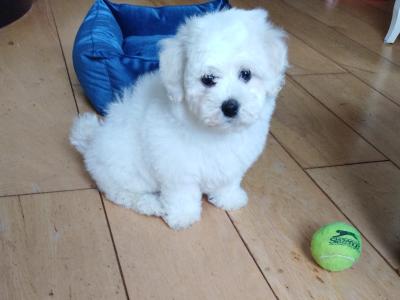 Beautiful Maltese x Bichon Frise puppies (Maltichon) in Meath