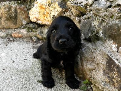2 Cocker Spaniel puppies in Wexford