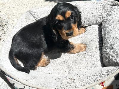 2 Cocker Spaniel puppies in Wexford