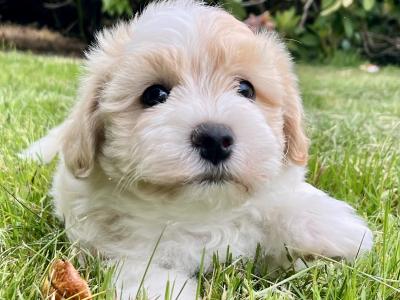 Stunning vet checked Malshi (Maltese Cross x Shih Tzu) puppies in Cavan