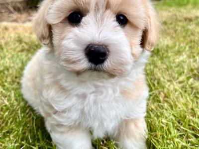 Stunning vet checked Malshi (Maltese Cross x Shih Tzu) puppies in Cavan