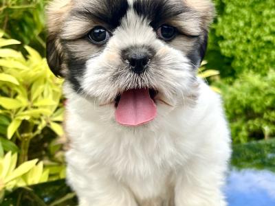 Stunning vet checked Malshi (Maltese Cross x Shih Tzu) puppies in Cavan