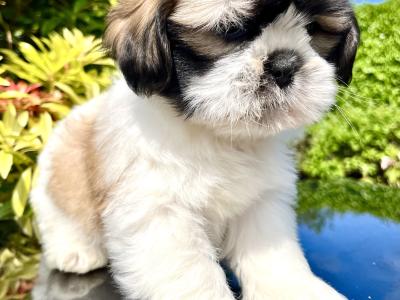 Stunning vet checked Malshi (Maltese Cross x Shih Tzu) puppies in Cavan