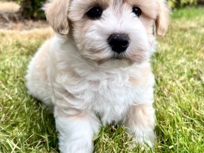Stunning vet checked Malshi (Maltese Cross x Shih Tzu) puppies in Cavan
