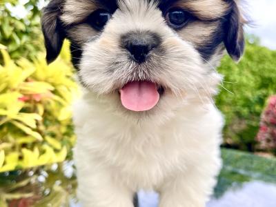 Stunning vet checked Malshi (Maltese Cross x Shih Tzu) puppies in Cavan