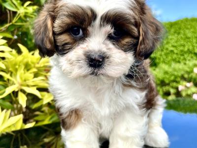 Stunning vet checked Malshi (Maltese Cross x Shih Tzu) puppies in Cavan