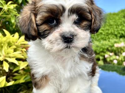 Stunning vet checked Malshi (Maltese Cross x Shih Tzu) puppies in Cavan