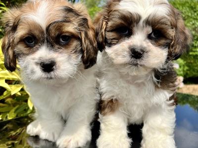 Stunning vet checked Malshi (Maltese Cross x Shih Tzu) puppies in Cavan