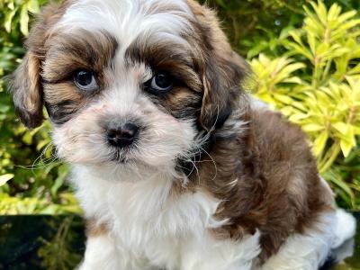 Stunning vet checked Malshi (Maltese Cross x Shih Tzu) puppies in Cavan