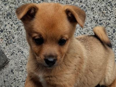 Pomjack (Jackapoo x Pomeranian) pups in Galway