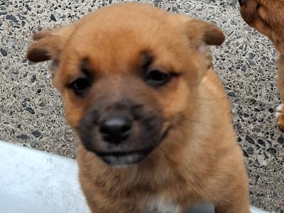 Pomjack (Jackapoo x Pomeranian) pups in Galway