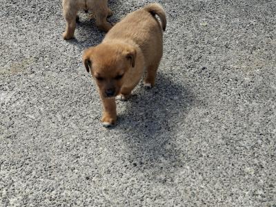 Pomjack (Jackapoo x Pomeranian) pups in Galway