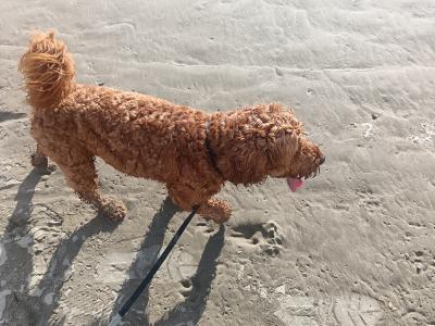 Stunning Goldendoodle stud available