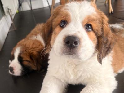 Bernese Mountain Dog x St Bernard puppies in Wexford
