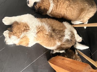 Bernese Mountain Dog x St Bernard puppies in Wexford