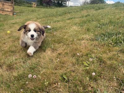 Bernese Mountain Dog x St Bernard puppies in Wexford