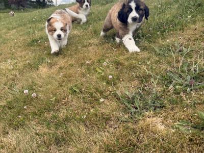 Bernese Mountain Dog x St Bernard puppies in Wexford