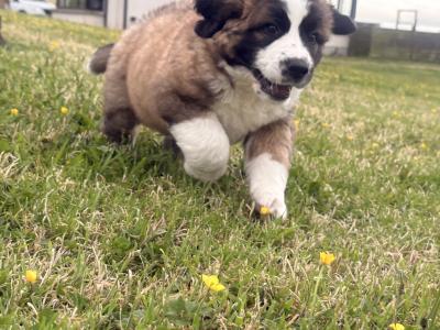 Bernese Mountain Dog x St Bernard puppies in Wexford