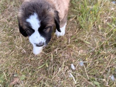 Bernese Mountain Dog x St Bernard puppies in Wexford