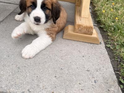Bernese Mountain Dog x St Bernard puppies in Wexford