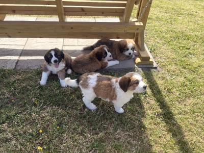 Bernese Mountain Dog x St Bernard puppies in Wexford