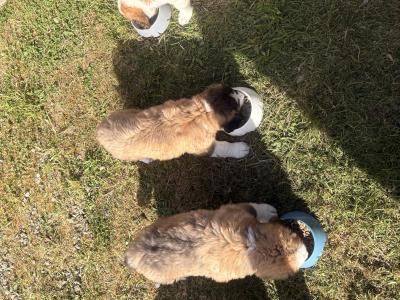 Bernese Mountain Dog x St Bernard puppies in Wexford