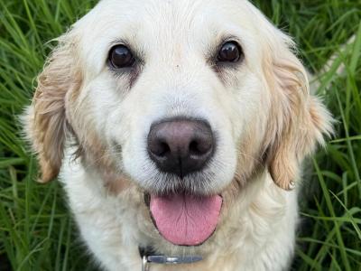 Stunning Golden Retriever puppy male