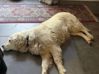 Stunning Golden Retriever puppy male