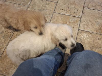 Stunning Golden Retriever puppy male