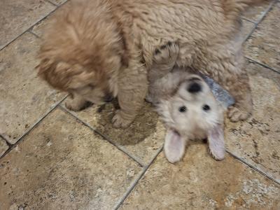 Stunning Golden Retriever puppy male