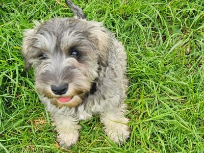 Gorgeous IKC Registered miniature Schnauzer puppies in Westmeath