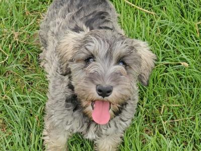 Gorgeous IKC Registered miniature Schnauzer puppies in Westmeath