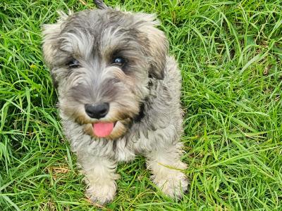 Gorgeous IKC Registered miniature Schnauzer puppies in Westmeath