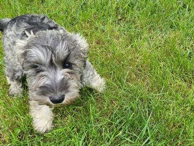 Gorgeous IKC Registered miniature Schnauzer puppies in Westmeath