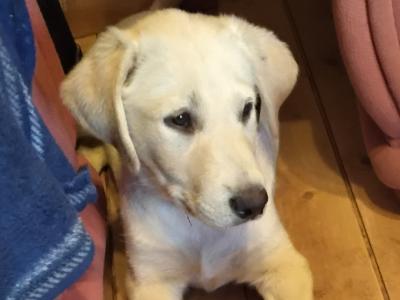 Male Labrador x Lab / Swiss Sheepdog puppy in Galway