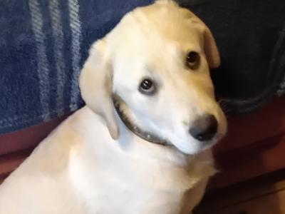 Male Labrador x Lab / Swiss Sheepdog puppy in Galway