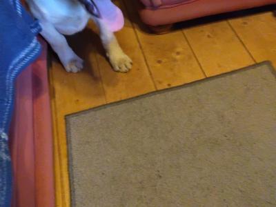 Male Labrador x Lab / Swiss Sheepdog puppy in Galway