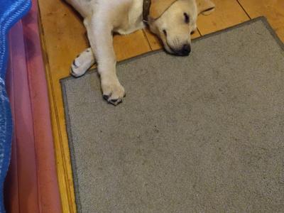 Male Labrador x Lab / Swiss Sheepdog puppy in Galway