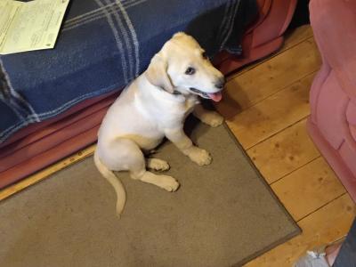 Male Labrador x Lab / Swiss Sheepdog puppy in Galway