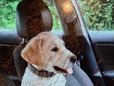 Male Labrador x Lab / Swiss Sheepdog puppy in Galway