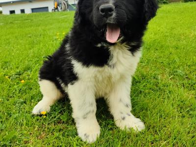 Beautiful Newfoundland female puppies – Brown & Landseer – ready Now in Cavan