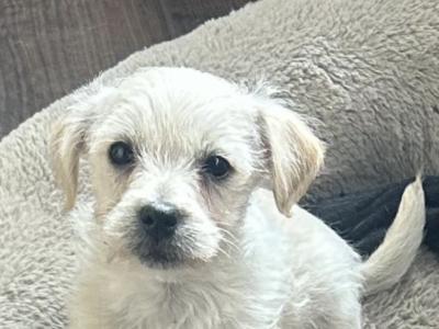 Miniature Cockapoo X puppies in Cork