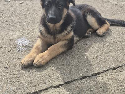Female German Shepherd Pup
