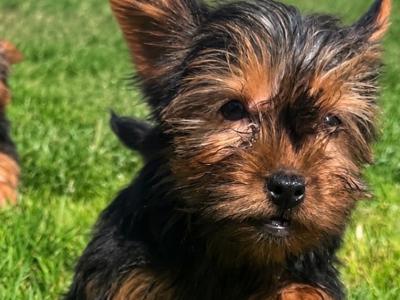 Mini Yorkie puppies (House Trained) in Carlow