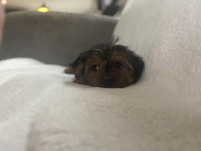 Mini Yorkie puppies (House Trained) in Carlow