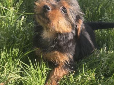 Mini Yorkie puppies (House Trained) in Carlow
