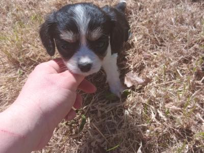 Border Collie x 3/4 Cavalier King Charles Spaniel pups in Wexford