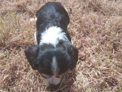 Border Collie x 3/4 Cavalier King Charles Spaniel pups in Wexford
