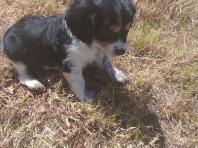Border Collie x 3/4 Cavalier King Charles Spaniel pups in Wexford